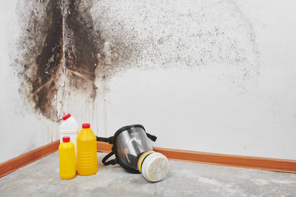 Home Mold Removal in Camp Swift, TX