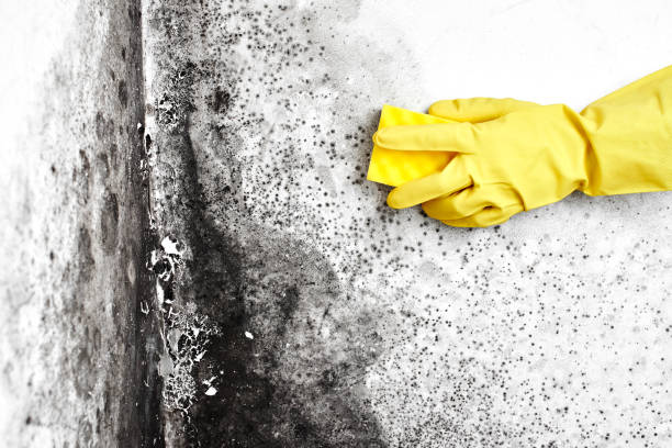 Best Home Mold Removal  in Camp Swift, TX