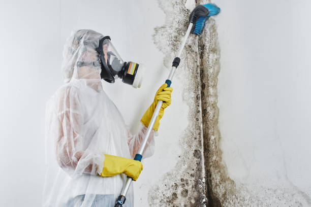 Best Black Mold Removal  in Camp Swift, TX