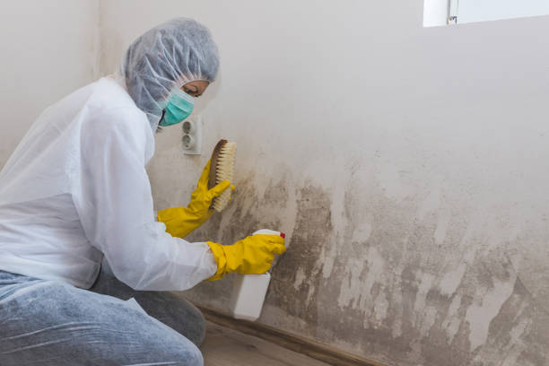 Mold Testing and Removal in Camp Swift, TX