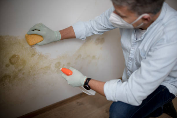 Best Attic Mold Removal  in Camp Swift, TX