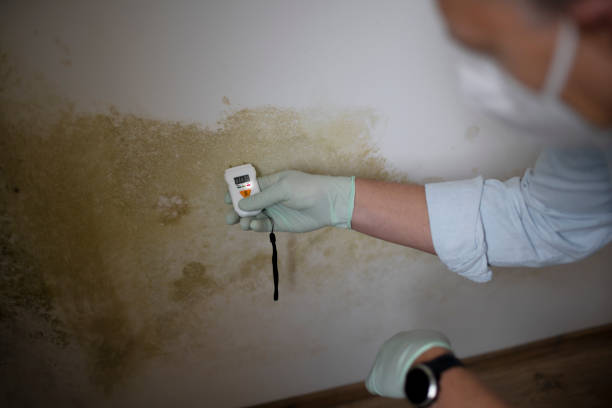 Mold Removal Process in Camp Swift, TX