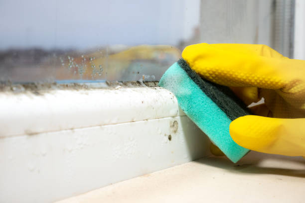 Best Toxic Mold Removal  in Camp Swift, TX