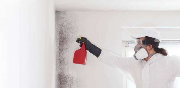 Best Mold Removal Company Near Me  in Camp Swift, TX