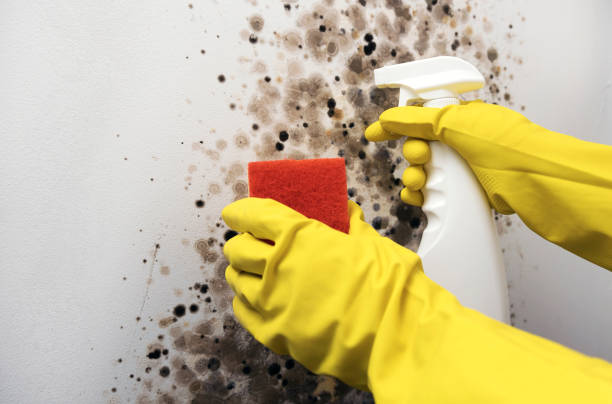 Best Professional Mold Removal  in Camp Swift, TX