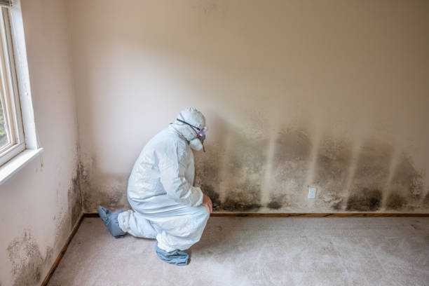 Best Residential Mold Removal  in Camp Swift, TX