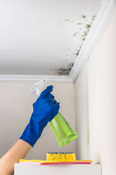 Best Black Mold Removal  in Camp Swift, TX